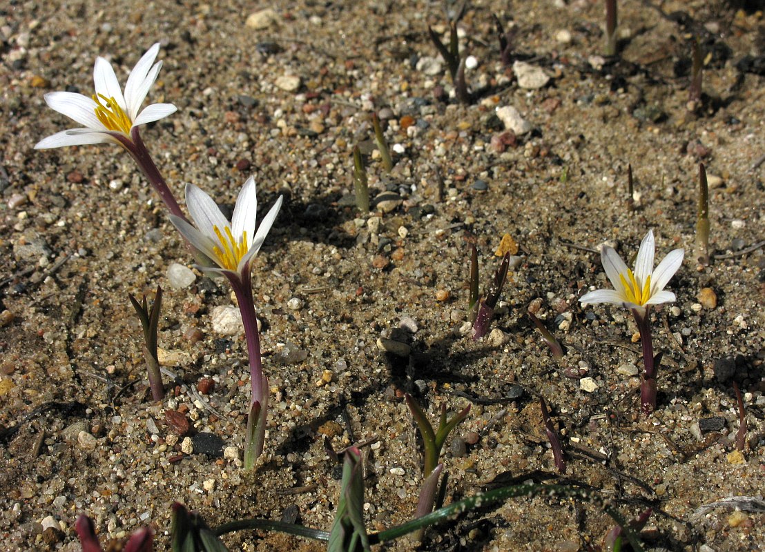 Image of Colchicum kesselringii specimen.