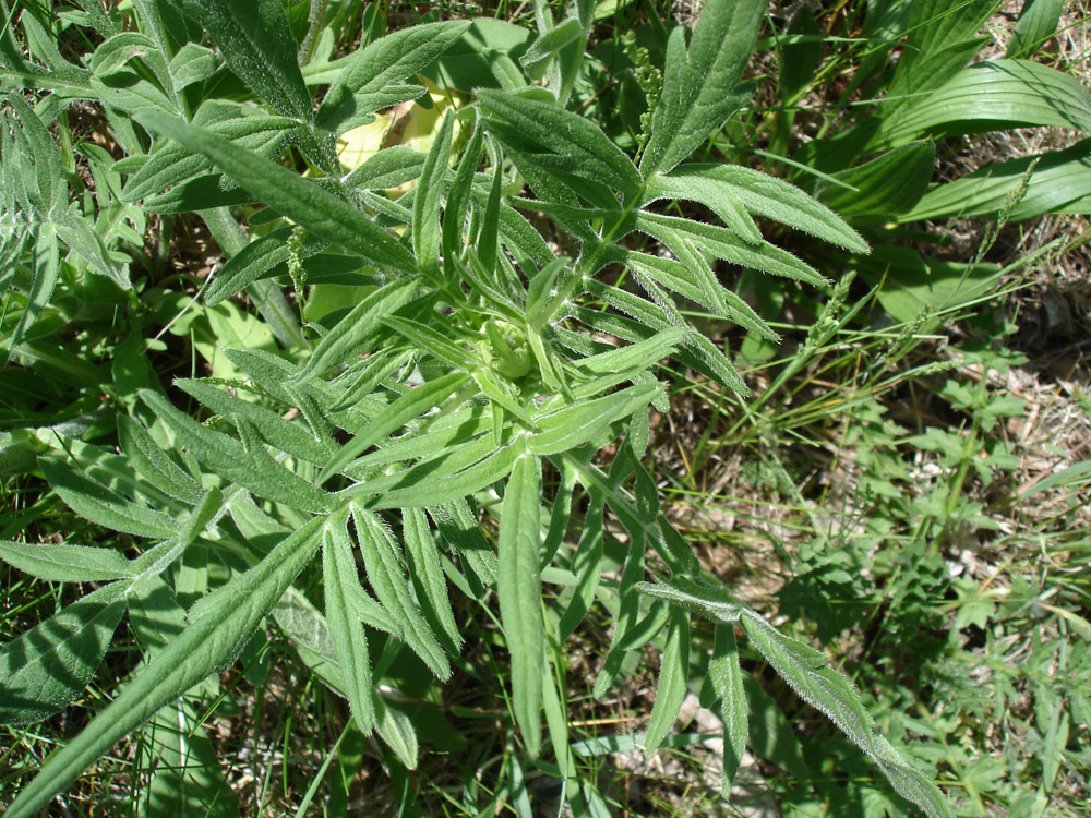 Image of Knautia arvensis specimen.