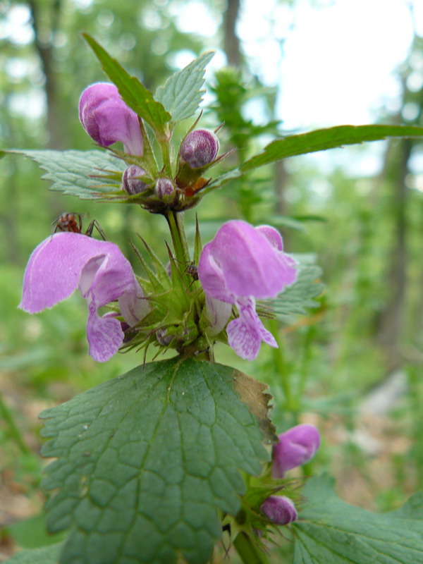 Изображение особи Lamium maculatum.