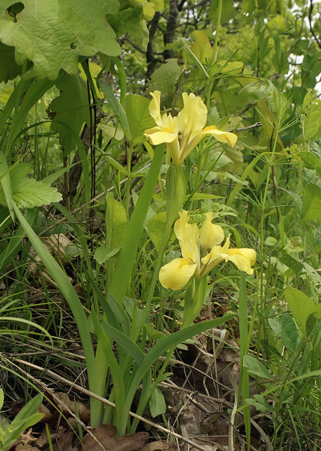 Image of Iris vorobievii specimen.