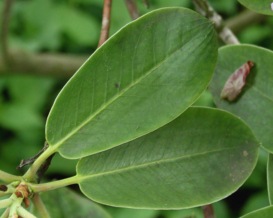 Image of Rhododendron fortunei specimen.