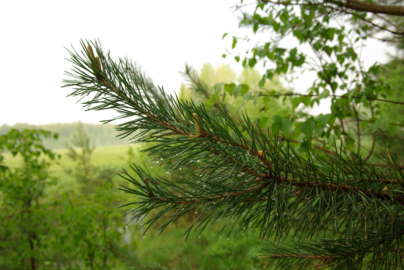 Изображение особи Pinus sylvestris.