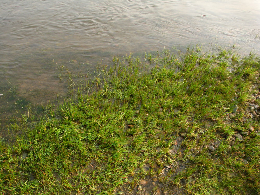 Image of Deschampsia kaschinae specimen.