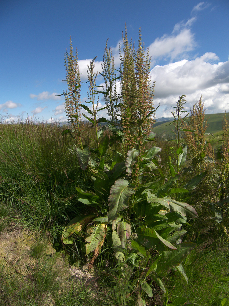 Image of Rumex patientia specimen.