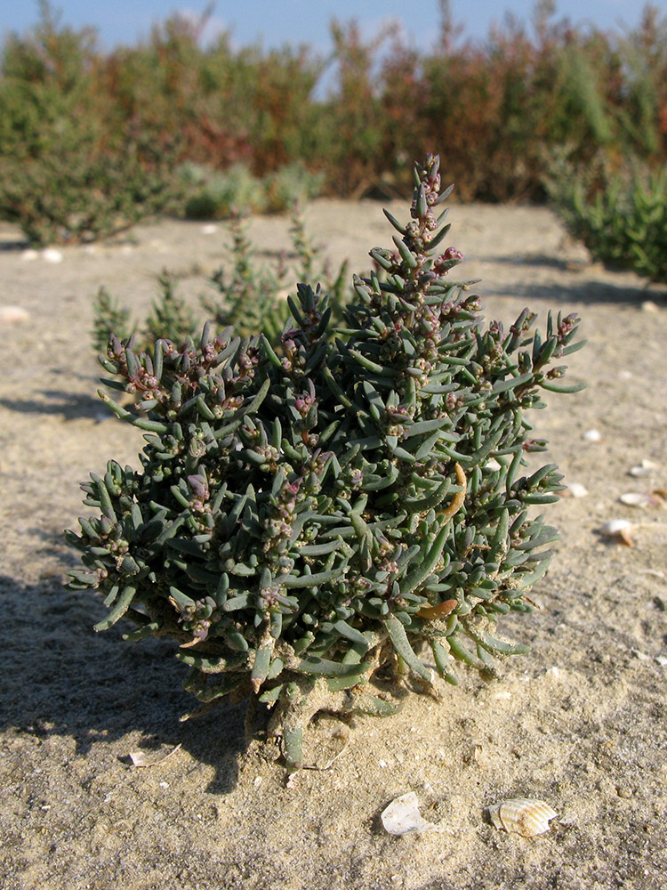 Image of genus Suaeda specimen.