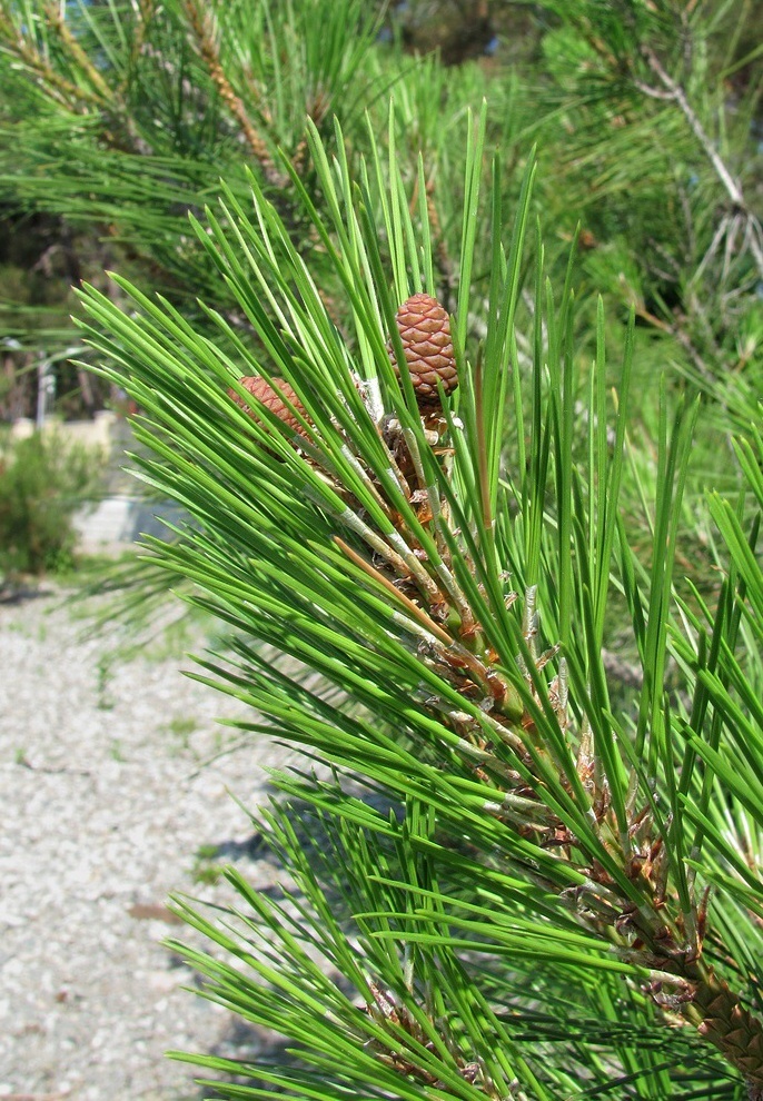 Image of Pinus pityusa specimen.