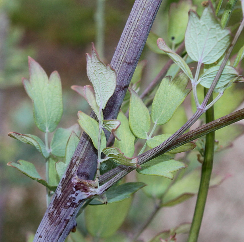 Image of Thalictrum glaucum specimen.