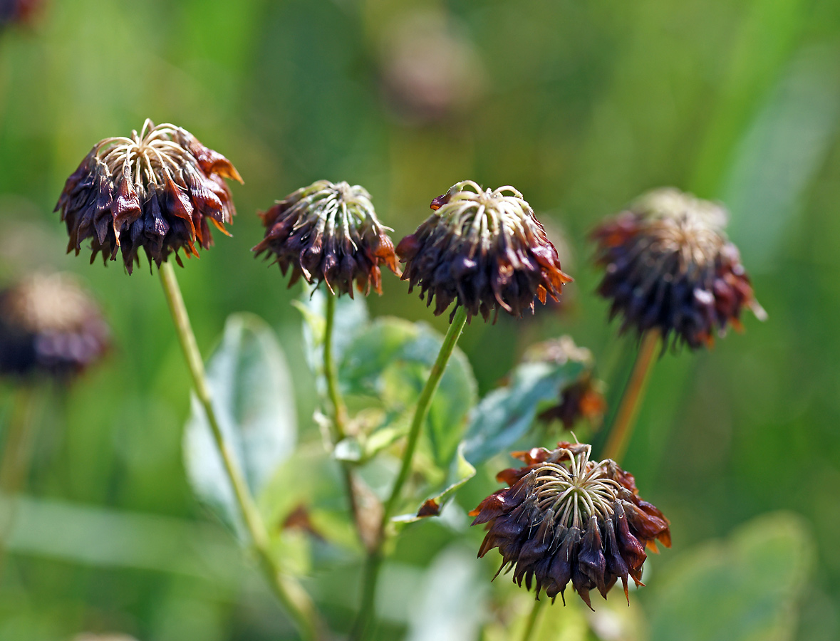 Изображение особи Trifolium hybridum.