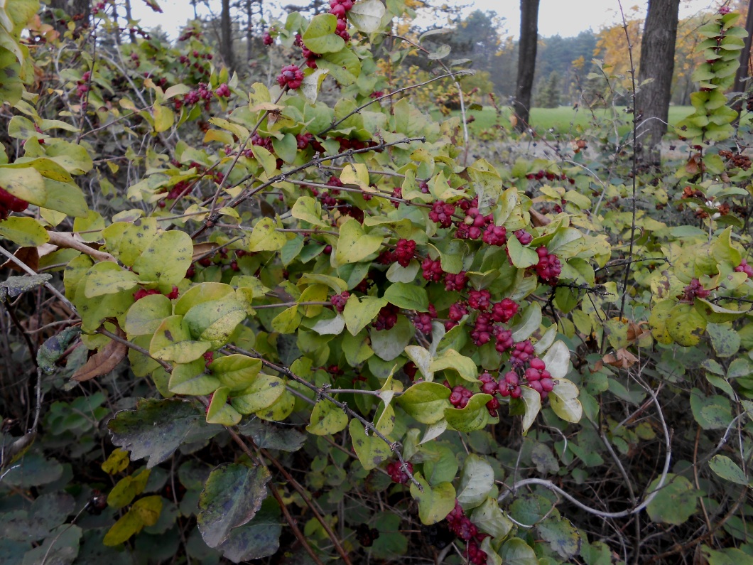 Image of Symphoricarpos orbiculatus specimen.