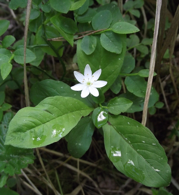 Image of Trientalis europaea specimen.