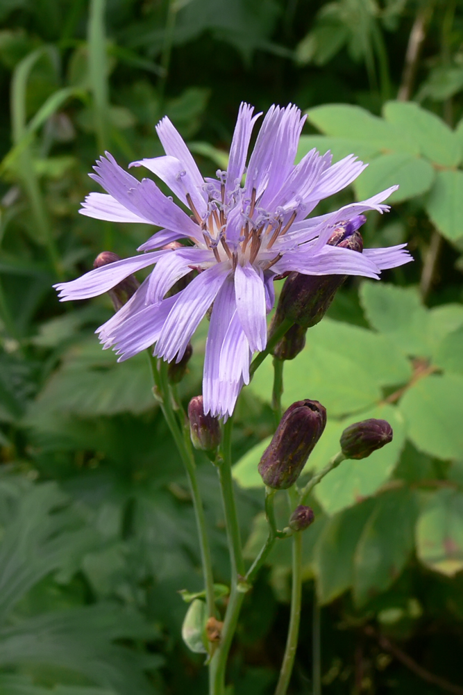 Image of Lactuca sibirica specimen.