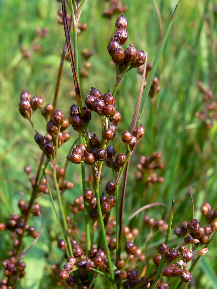 Image of Juncus compressus specimen.