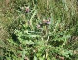 Cirsium esculentum. Цветущее растения. Восточный Казахстан, Уланский р-н, окр. с. Украинка, луг. 26.08.2010.