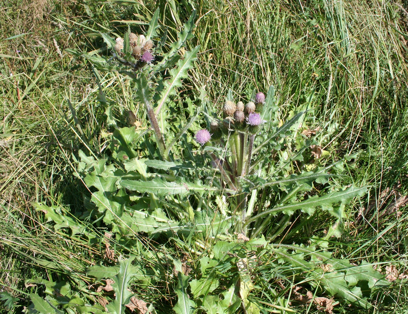 Изображение особи Cirsium esculentum.