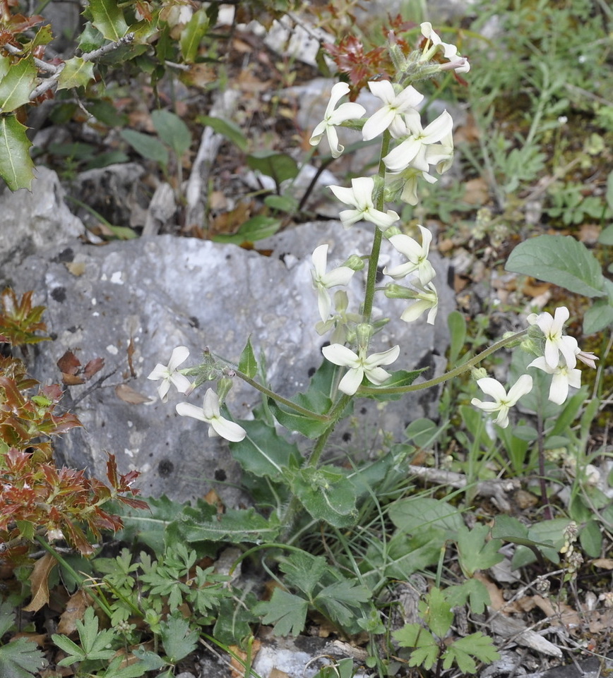 Image of Hesperis laciniata specimen.