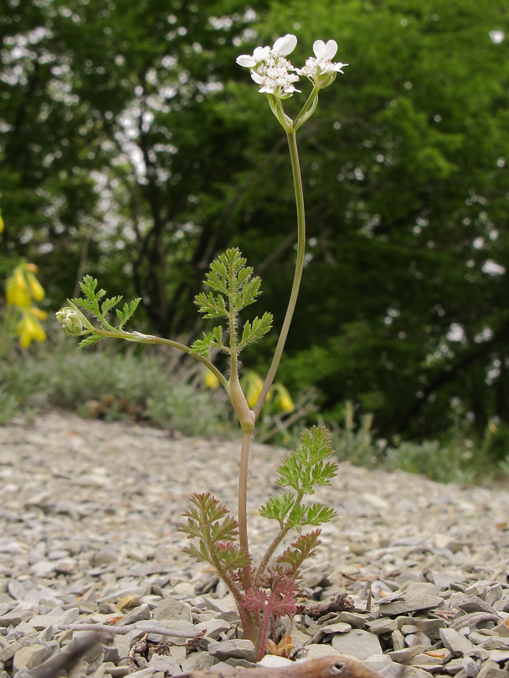 Image of Orlaya daucoides specimen.