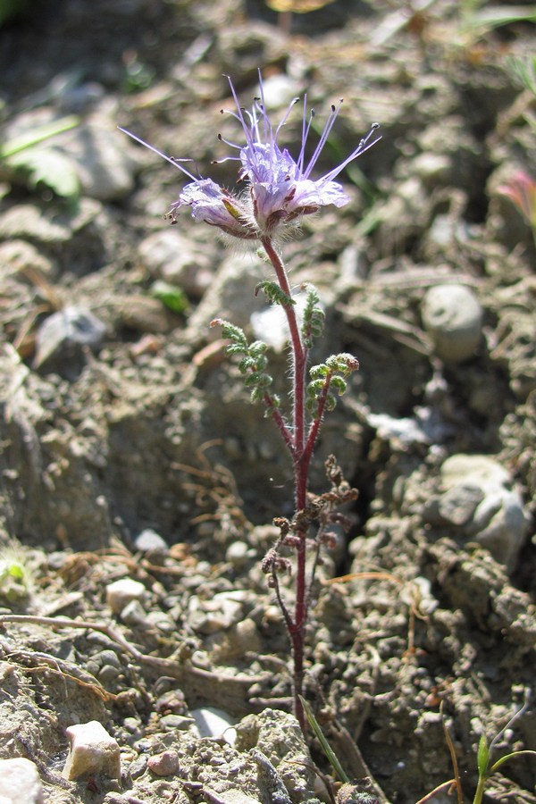 Изображение особи Phacelia tanacetifolia.