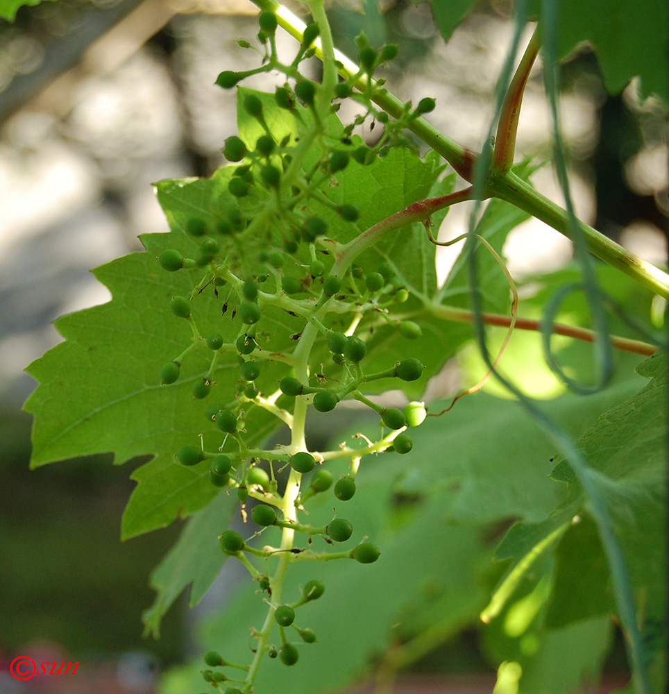 Изображение особи Vitis vinifera.