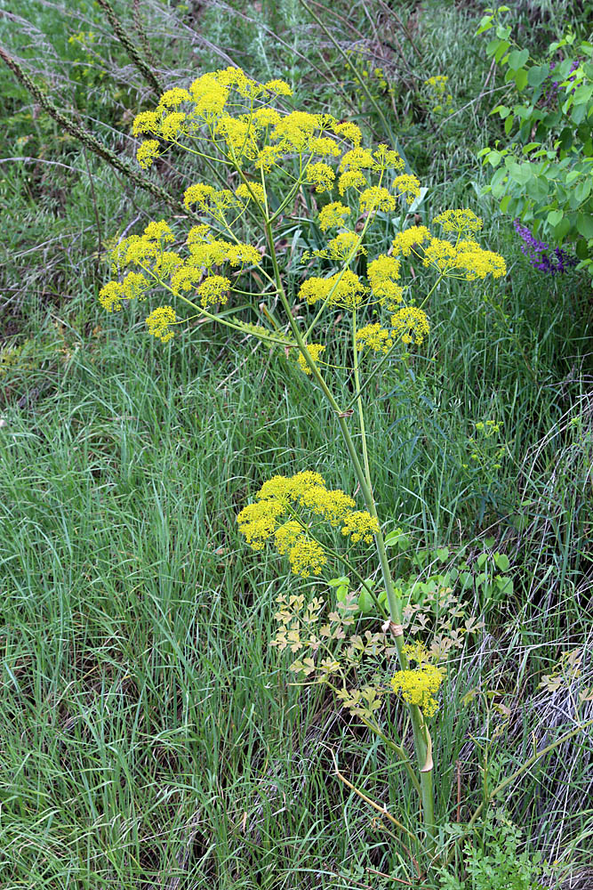 Image of Ferula kirialovii specimen.