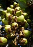 Paulownia tomentosa. Соплодие. Южный берег Крыма, г. Алушта, городское озеленение. 26 августа 2013 г.