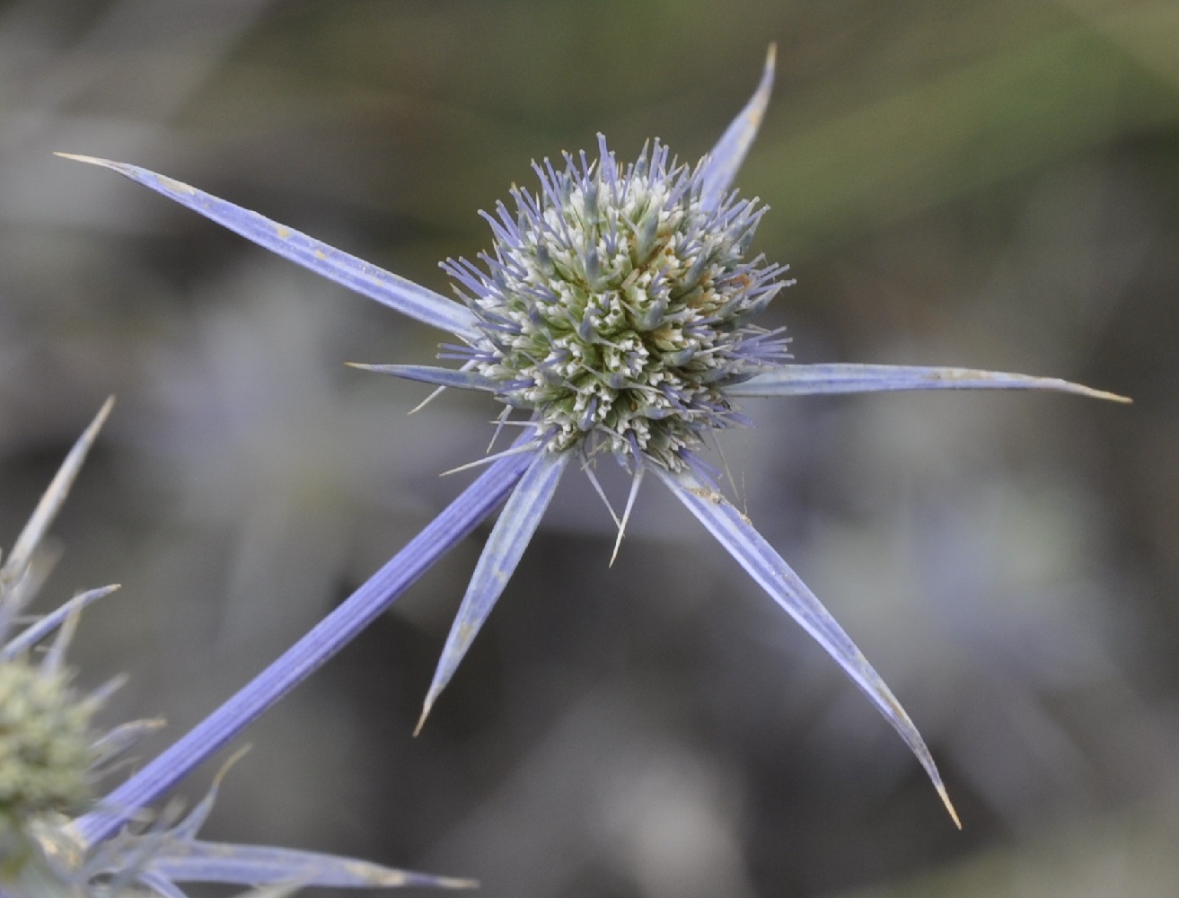 Изображение особи Eryngium amethystinum.