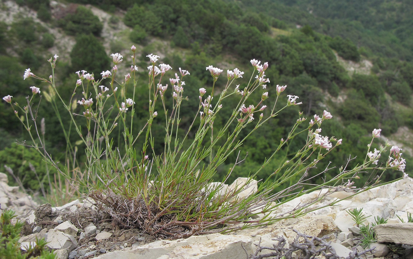 Image of genus Asperula specimen.