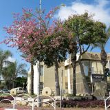 Ceiba speciosa. Растения, цветущие с развитой листвой. Израиль, Шарон, г. Герцлия, в культуре. 27.07.2014.