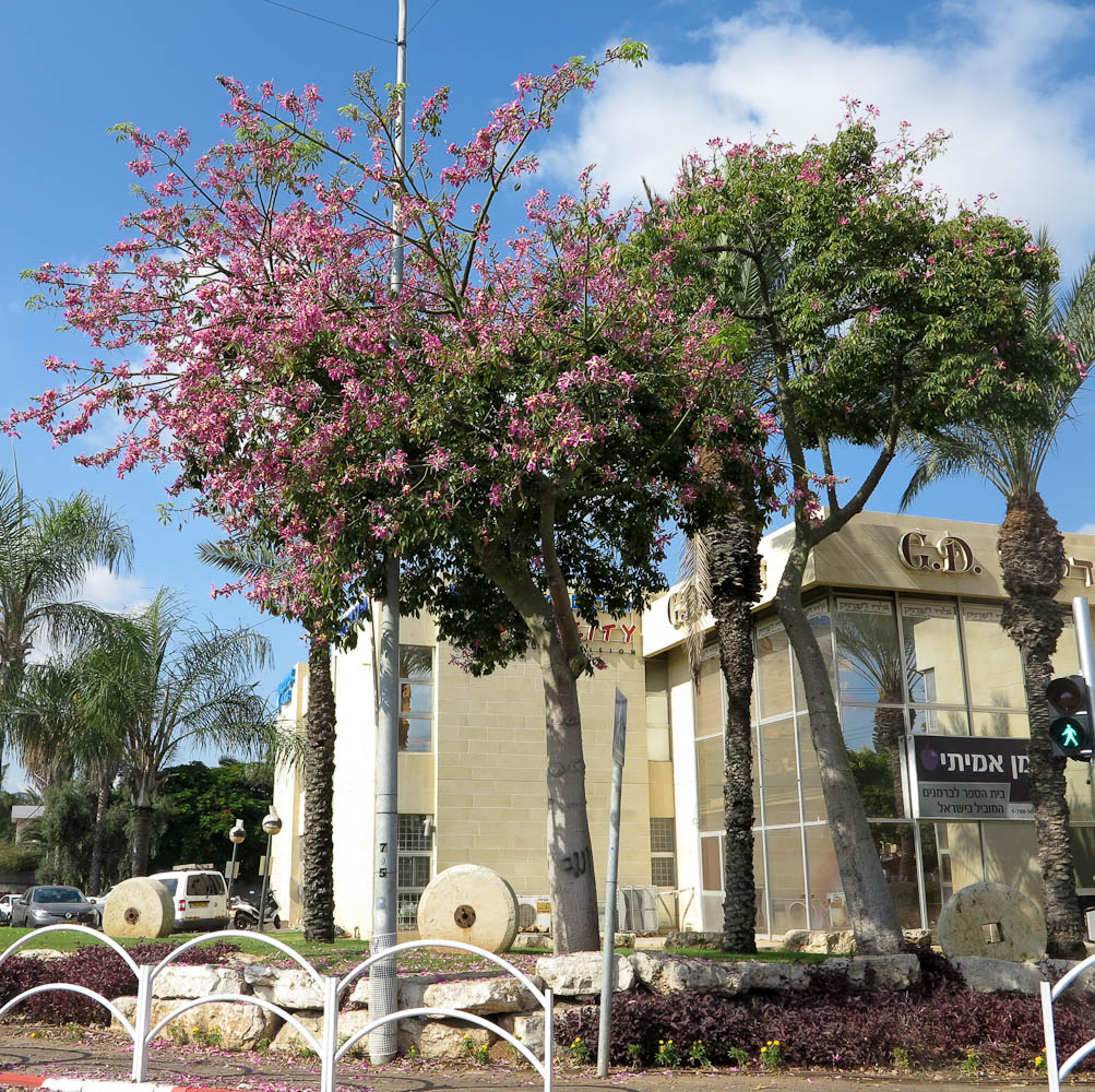 Image of Ceiba speciosa specimen.