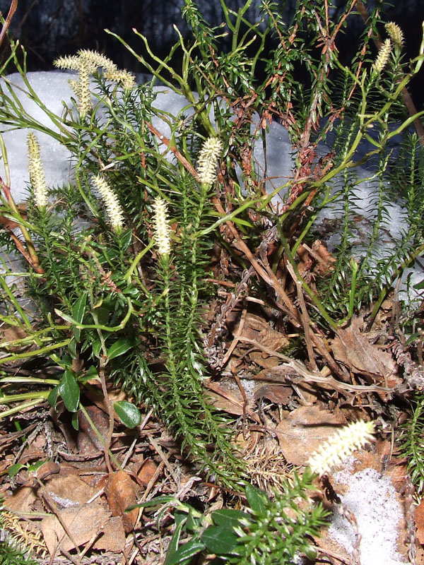 Изображение особи Lycopodium annotinum.