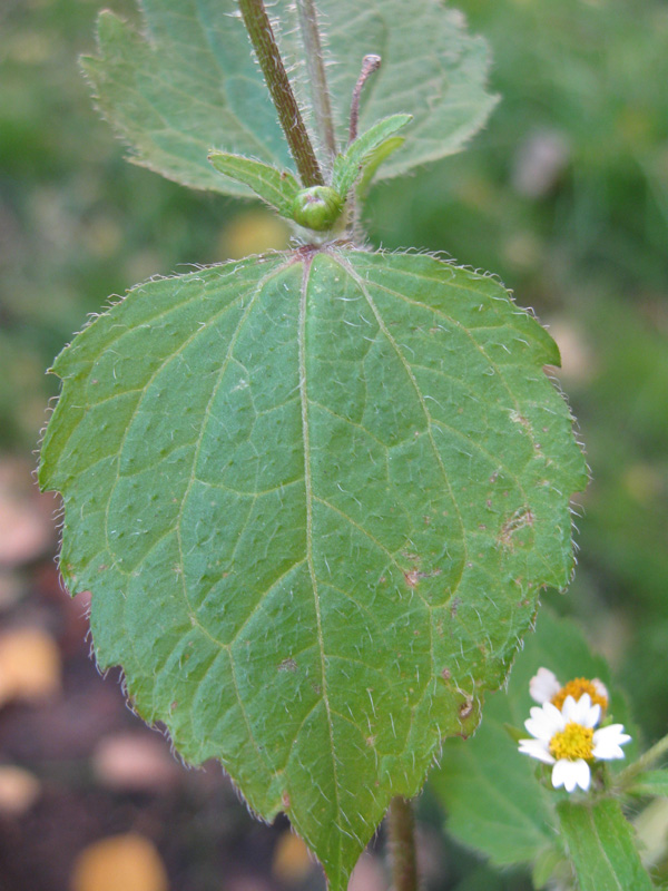 Image of Galinsoga quadriradiata specimen.