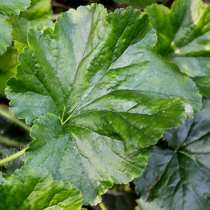 Image of Heuchera cylindrica specimen.