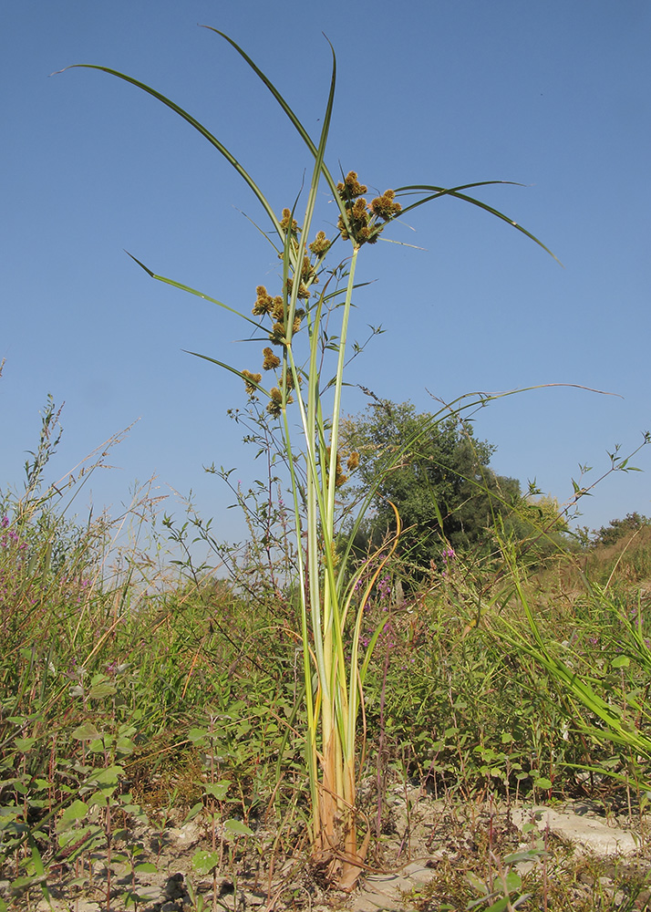 Изображение особи Cyperus glomeratus.