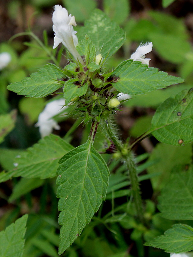 Image of Galeopsis tetrahit specimen.