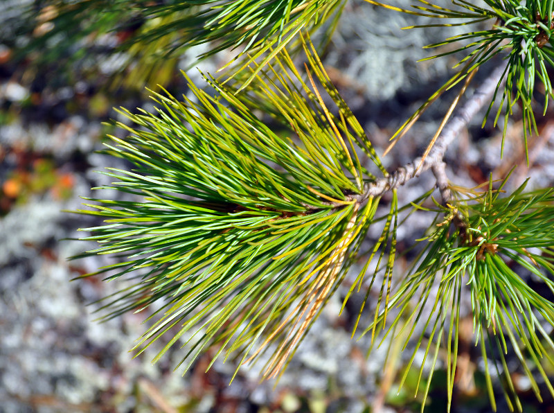 Image of Pinus sibirica specimen.