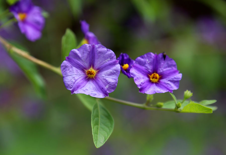 Image of Lycianthes rantonnetii specimen.