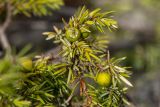 Juniperus oblonga. Верхушки побегов с незрелыми шишкоягодами. Карачаево-Черкесия, окр. г. Теберда, долина р. Бадук. 23.08.2014.