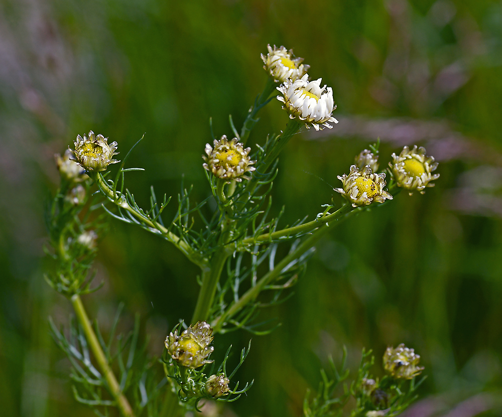 Изображение особи Tripleurospermum inodorum.