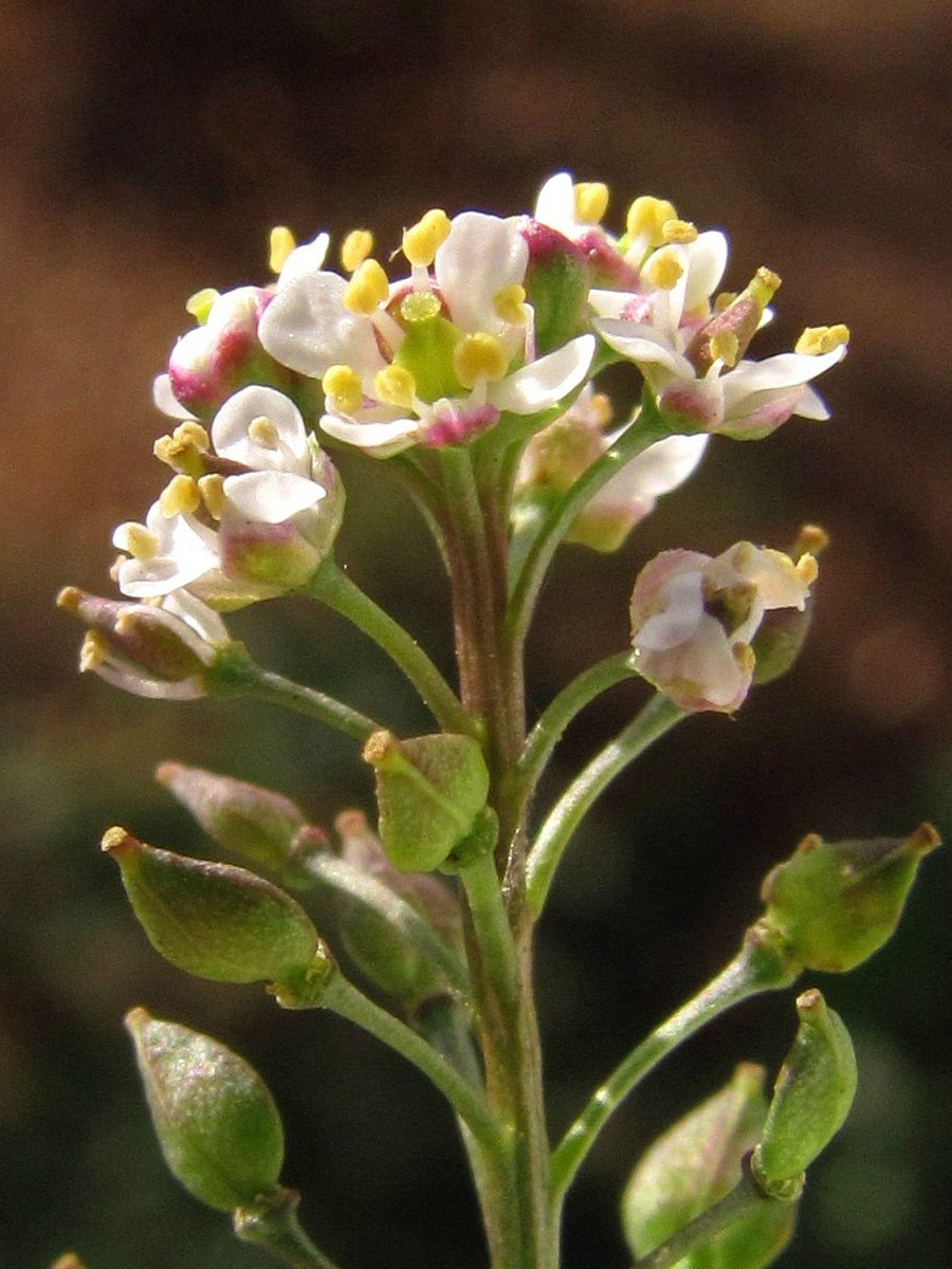 Image of Lepidium graminifolium specimen.