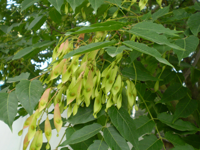 Image of Ailanthus altissima specimen.