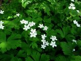 Anemone baicalensis subspecies occidentali-sajanensis. Цветущие растения. Красноярский край, Ермаковский р-н, парк \"Ергаки\", окр. Полки, поляна в горно-черневом лесу. 10.06.2009.