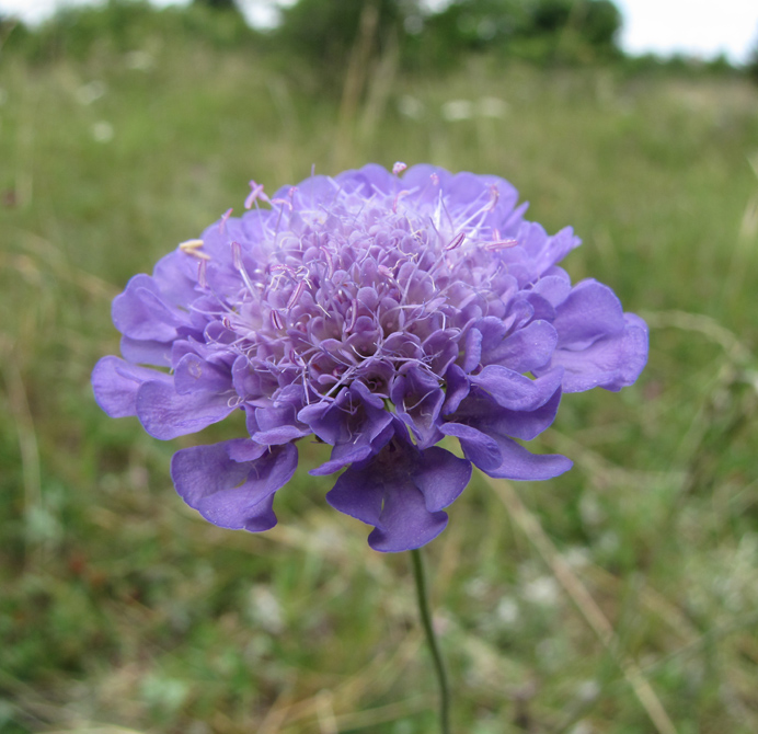 Изображение особи Scabiosa columbaria.