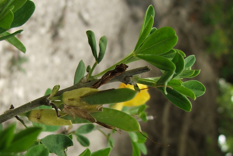 Image of Chamaecytisus ruthenicus specimen.