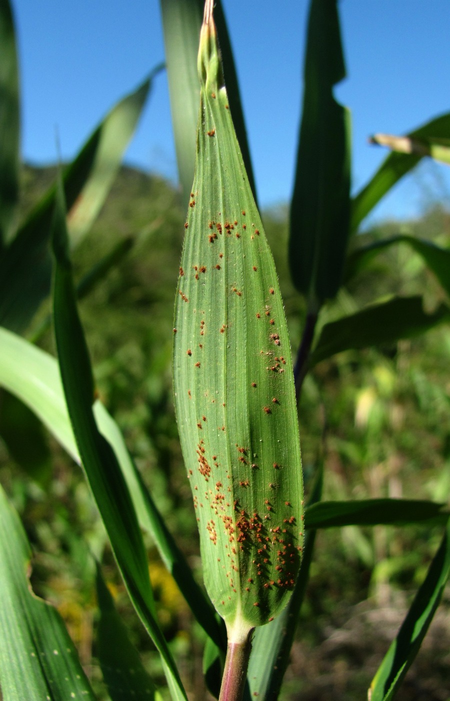 Изображение особи Pseudosasa japonica.