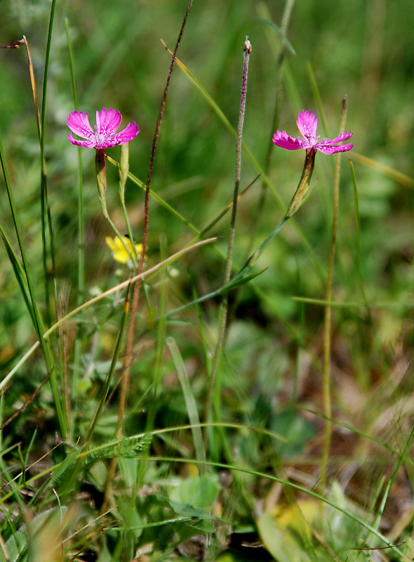 Изображение особи Dianthus deltoides.