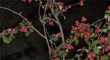 Cotoneaster tauricus