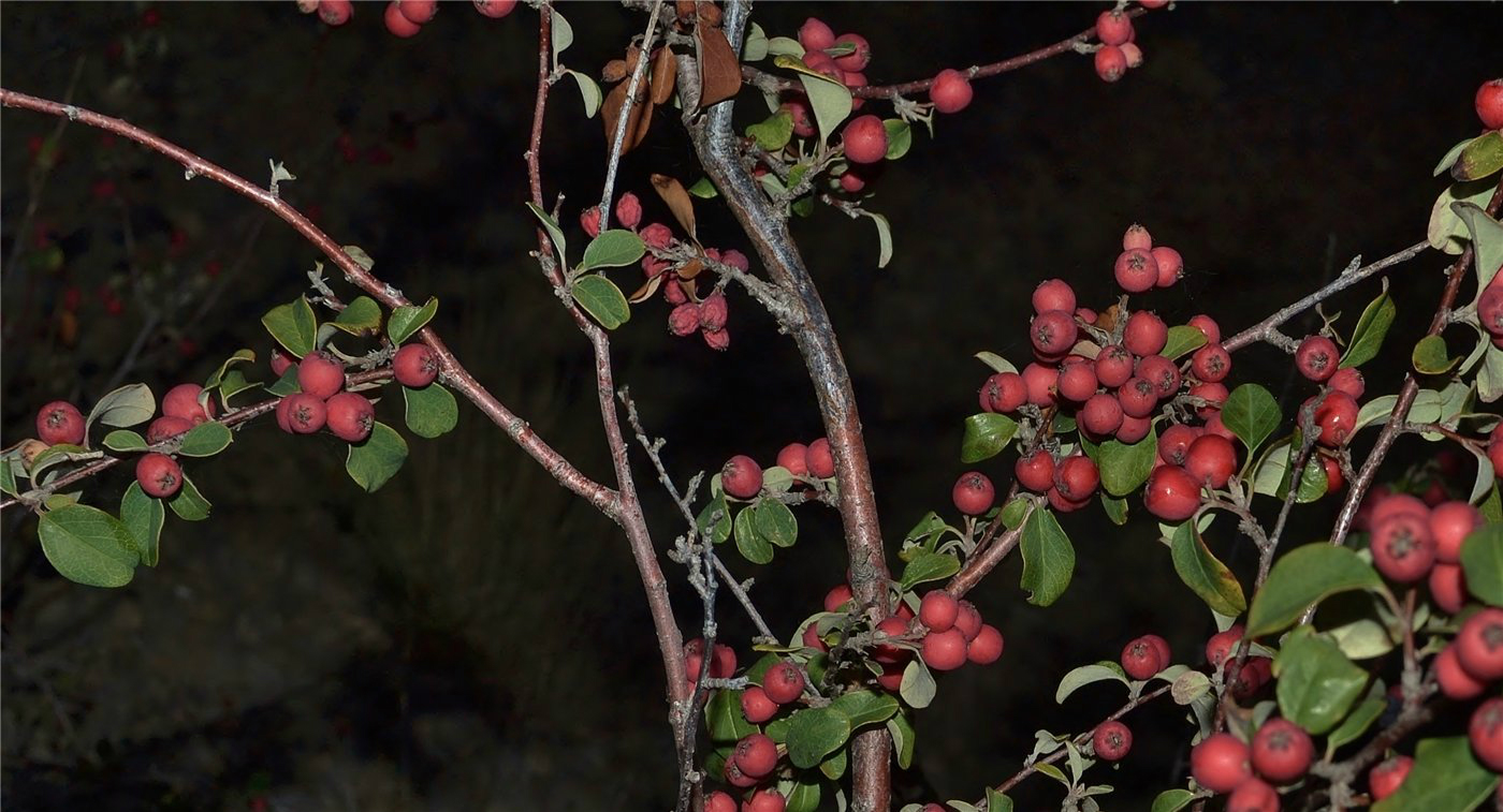 Image of Cotoneaster tauricus specimen.