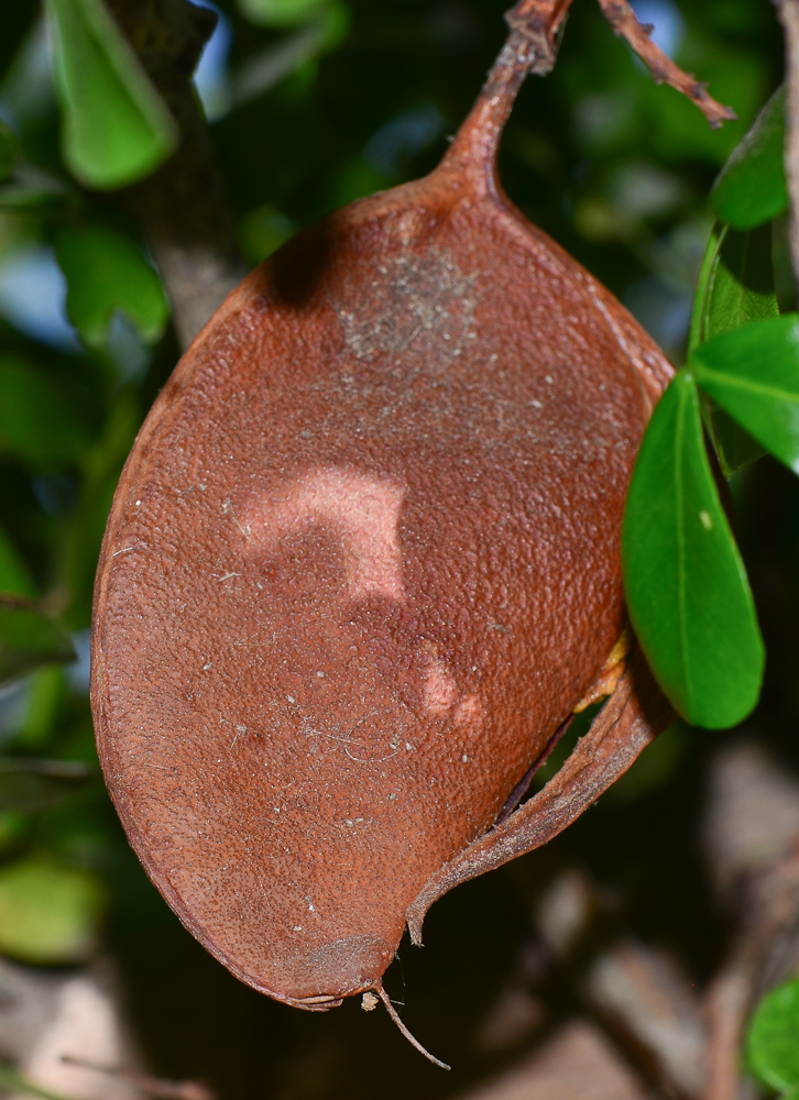 Image of Schotia latifolia specimen.