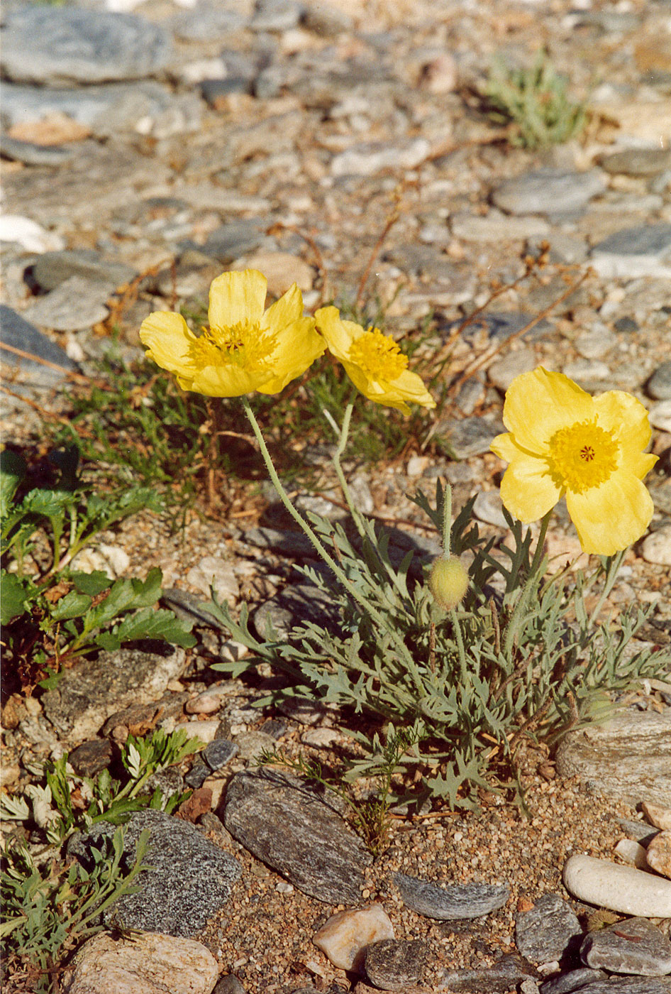 Изображение особи род Papaver.