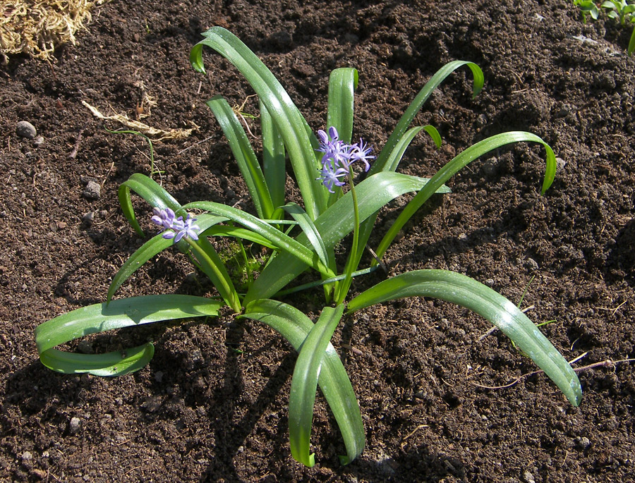 Изображение особи Scilla messeniaca.