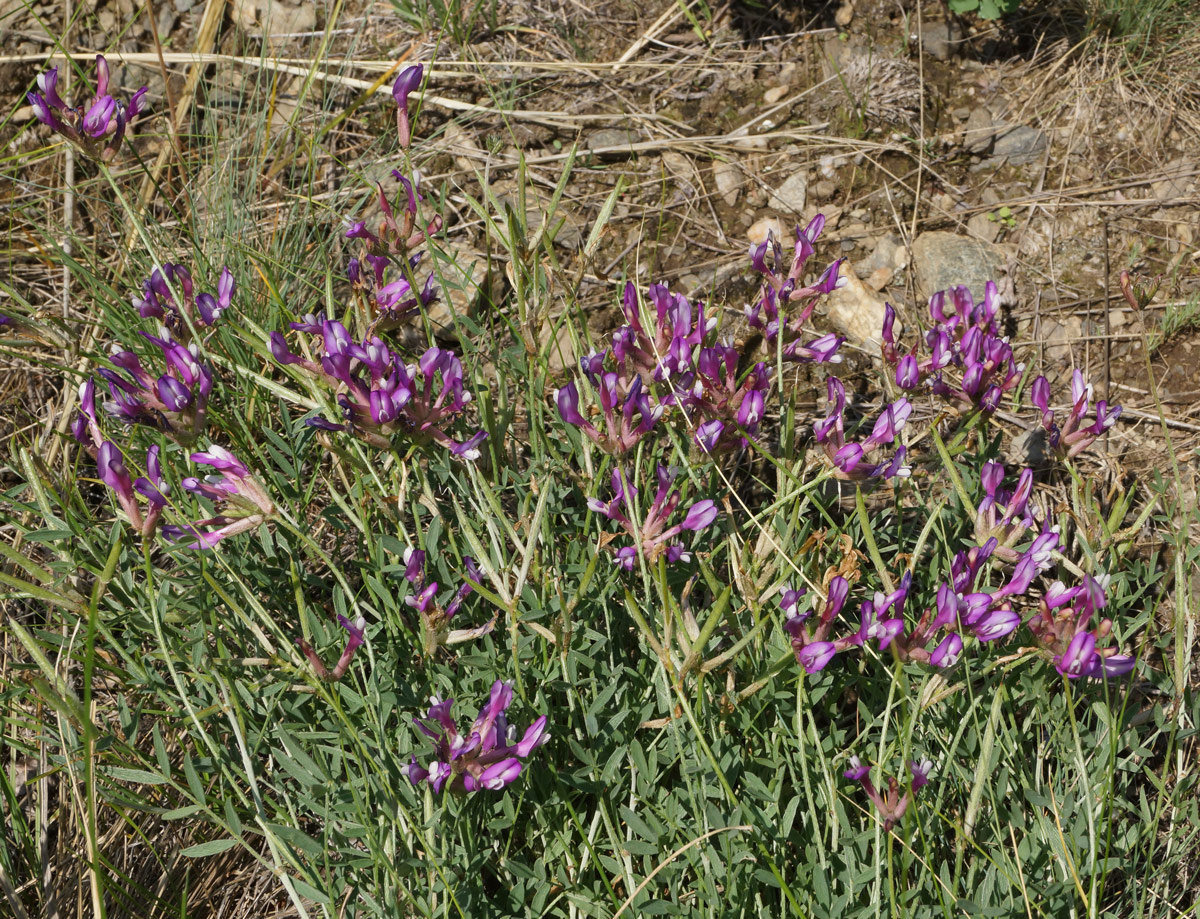 Image of Astragalus ceratoides specimen.